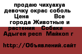 продаю чихуахуа девочку,окрас соболь › Цена ­ 25 000 - Все города Животные и растения » Собаки   . Адыгея респ.,Майкоп г.
